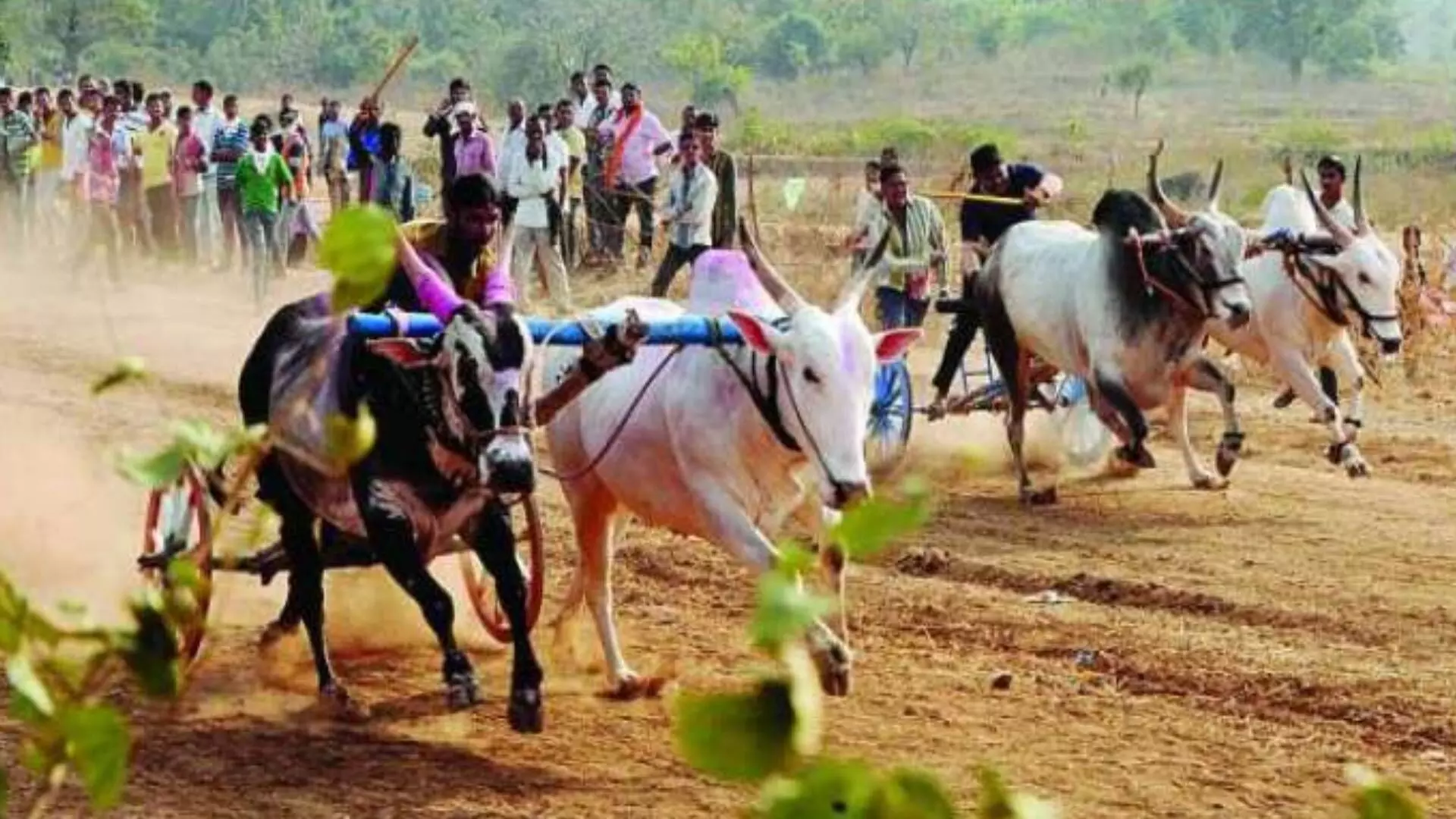 बैलगाडा शर्यत का हवी आहे?