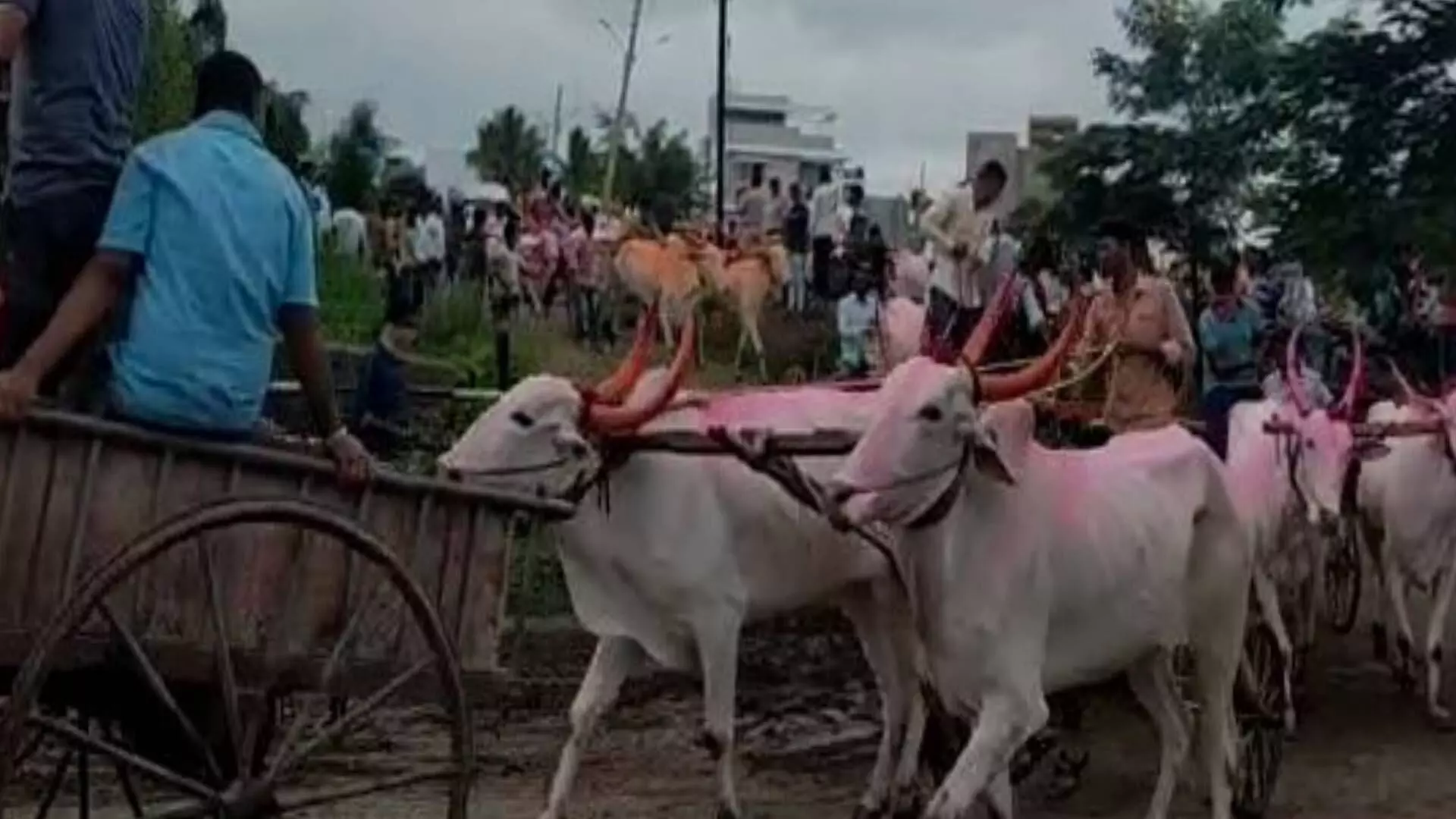 Ground Report : बैलगाडा शर्यती सुरू करण्याची मागणी कशासाठी?