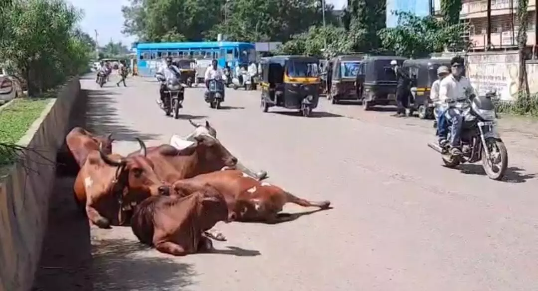 राष्ट्रीय महामार्गावरच मोकाट जनावरांचा ठिय्या; वाहनधारकांची कसरत