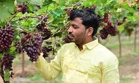 महात्मा फुले कृषि विद्यापीठातील शास्त्रज्ञांची पारनेर येथील प्रयोगशील शेतकरी राहुल रसाळ यांच्या शेतीला भेट महात्मा फुले कृषि विद्यापीठातील शास्त्रज्ञांची पारनेर येथील प्रयोगशील शेतकरी राहुल रसाळ यांच्या शेतीला भेट