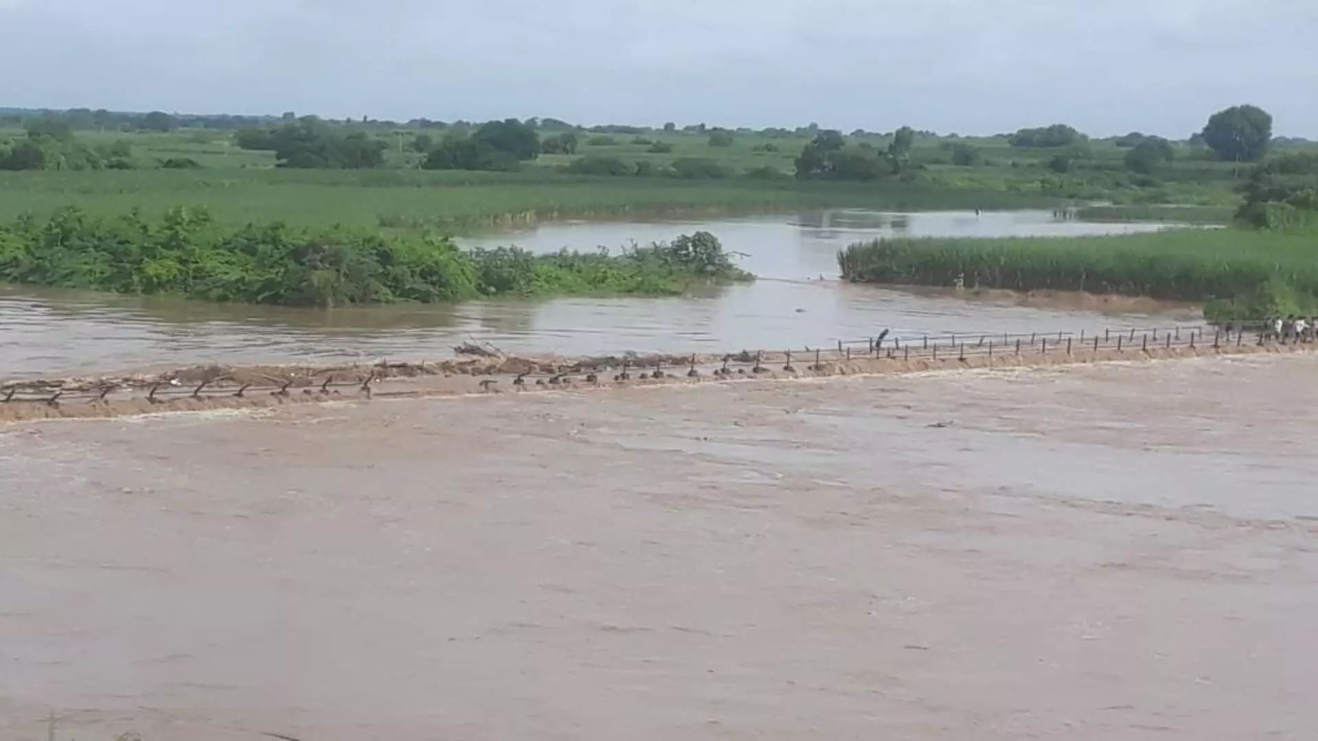 सोलापूर: बैल पोळ्याच्या पूर्वसंध्येला सीना नदीला आलेल्या पूराने मोठं नुकसान, काही गावांचा तुटला संपर्क