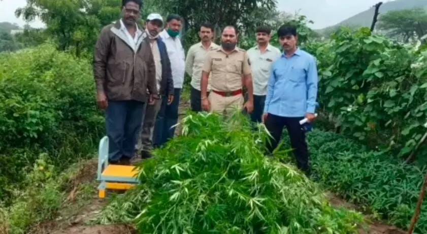 अकोले तालुक्यात गांज्याची शेती ; चार लाखांचा गांजा जप्त