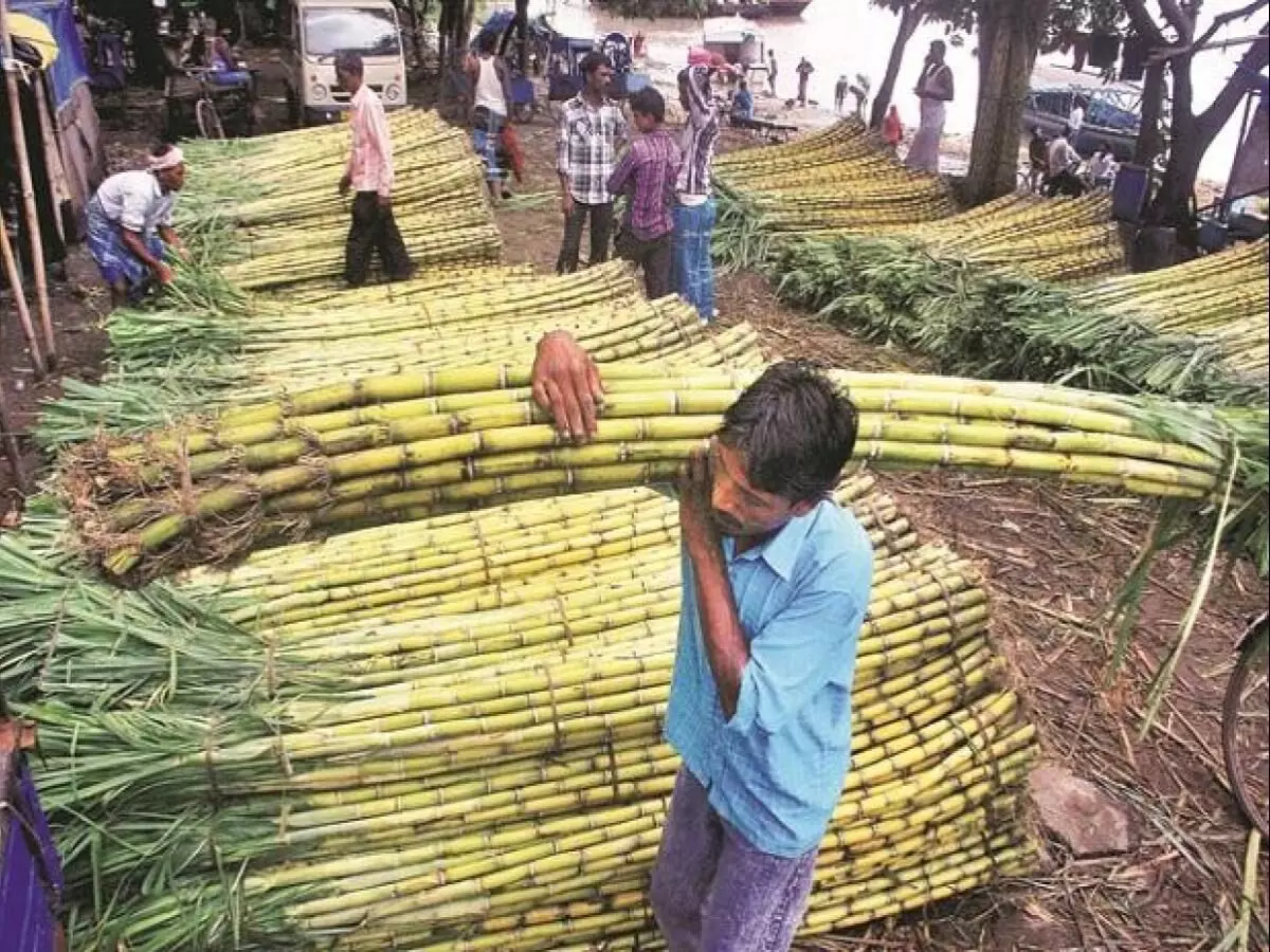 उसाचा गाळप हंगाम १५ ऑक्टोबरपासूनच: आगाऊ गाळप करणाऱ्यांवर गुन्हे