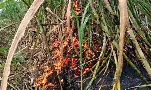 वडीगोद्री येथे सात एकर ऊस जळुन खाक; आठ ते दहा लाखांचे नुकसान