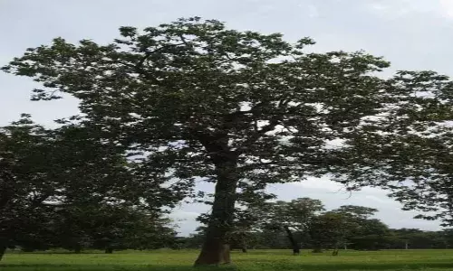 मोहवृक्षाला आदिवासींचा कल्पवृक्ष का म्हटलं जातं?