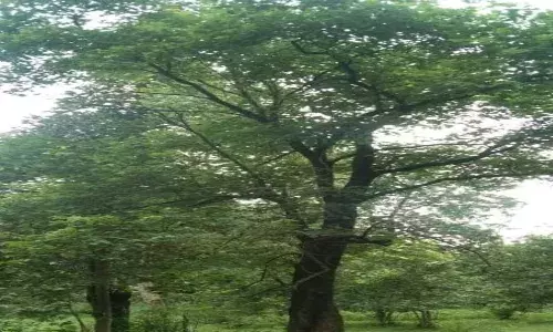 वाचवा, गराडीवृक्ष धोक्यात आलं आहे?