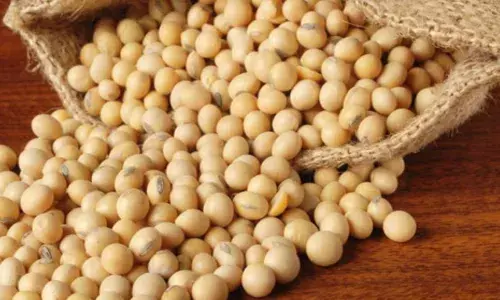 सोयाबीन तहसील कार्यालयात ओतून केंद्र सरकारचा राज्यभर निषेध होणार : किसान सभा सोयाबीन तहसील कार्यालयात ओतून केंद्र सरकारचा राज्यभर निषेध होणार : किसान सभा