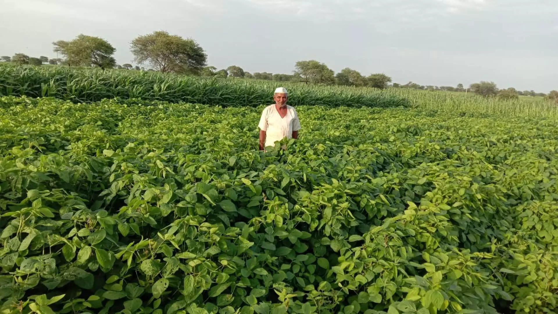 सोयाबीन पिकाची  चित्तरकथा