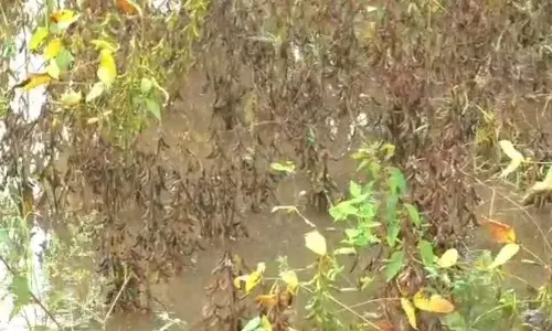 वाशिम जिल्ह्यात सलग 9 दिवसांच्या पावसामुळे सोयाबीन पिकाचे नुकसान