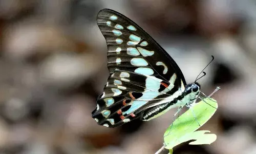 रायगड जिल्हा रंगीबेरंगी फुलपाखरांचे नंदनवन, जिल्ह्यात नांदतायत 147 प्रजाती रायगड जिल्हा रंगीबेरंगी फुलपाखरांचे नंदनवन, जिल्ह्यात नांदतायत 147 प्रजाती