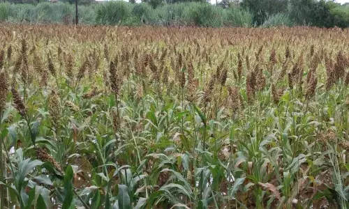 सुगीच्या दिवसातली गावाकडची गोष्ट… सुगीच्या दिवसातली गावाकडची गोष्ट…