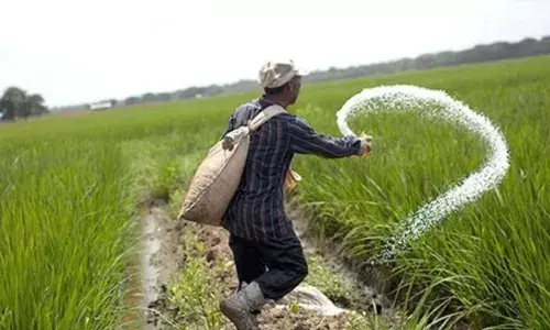 खतांचे नवीन दर जाहीर, किती रुपयांना मिळणार कोणतं खतं?