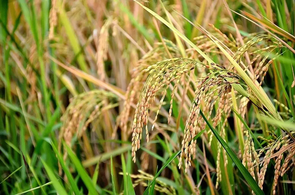 युरोपियन देशांनी भारतातून निर्यात होणाऱ्या तांदळावर बंदी घालू असं का म्हटलं आहे?