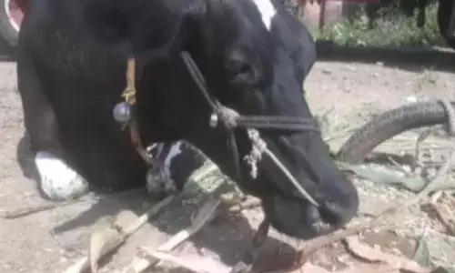 जनावरांसाठी घातक लाळ्या खुरकूतचे लसीअभावी ग्रामीण भागात थैमान, काय आहेत प्रतिबंधात्मक उपाय? जनावरांसाठी घातक लाळ्या खुरकूतचे लसीअभावी ग्रामीण भागात थैमान, काय आहेत प्रतिबंधात्मक उपाय?