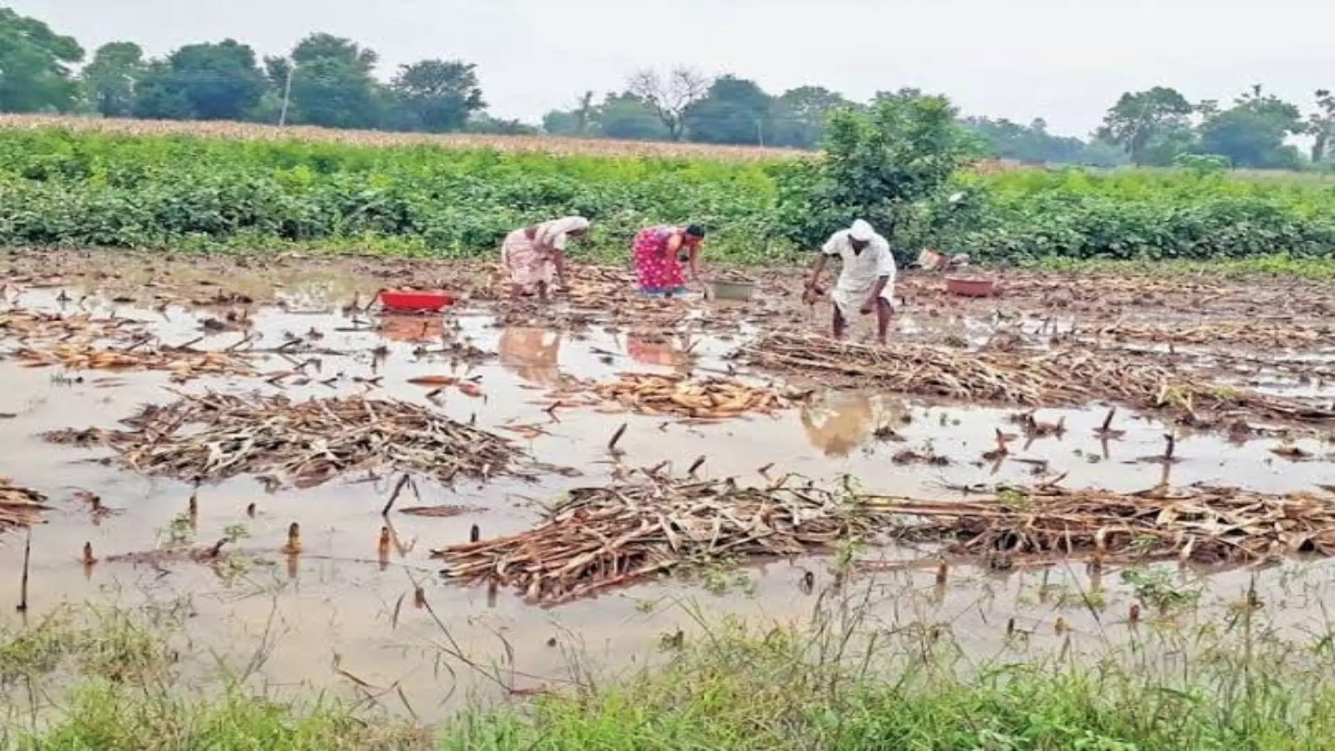 औरंगाबादेतील अतिवृष्टीग्रस्तांच्या खात्यावर आजपासून मदत जमा होणार ; 7 लाख शेतकऱ्यांना मिळणार मदत