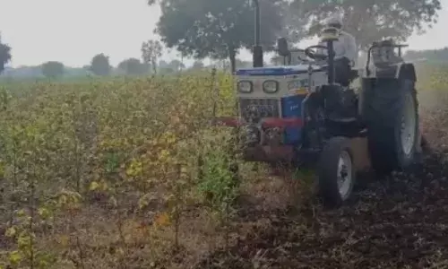 अतिवृष्टीने पीक खराब, ५ एकरावरील कापसावर फिरवले ट्रॅक्टर अतिवृष्टीने पीक खराब, ५ एकरावरील कापसावर फिरवले ट्रॅक्टर