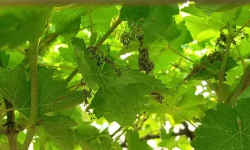 निसर्गावर मात करणारा शेतीचा सावळज पॅटर्न