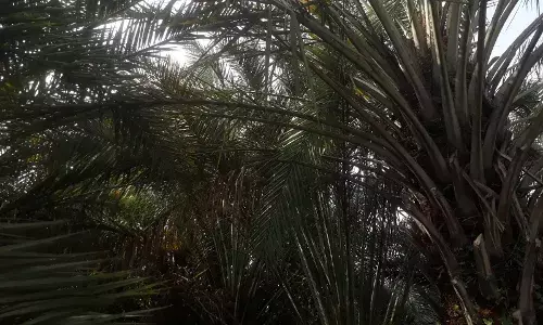 एका ड्रॅगन फ्रुट रोपानं उभारली ड्रॅगन फ्रूटची बाग एका ड्रॅगन फ्रुट रोपानं उभारली ड्रॅगन फ्रूटची बाग