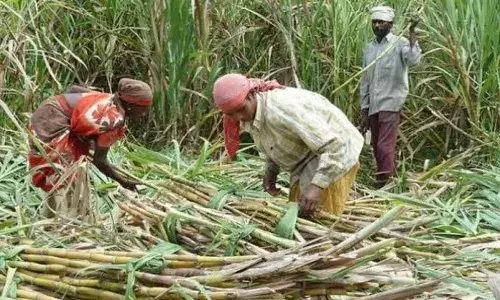 ऊसतोड कामगारांचा विकास केवळ कागदावरच? ;  1 लाख ऊसतोड मजूर ओळखपत्राच्या प्रतीक्षेत