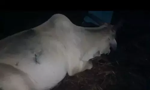 रायगडात गुरं चोरांच्या टोळीचा सुळसुळाट रायगडात गुरं चोरांच्या टोळीचा सुळसुळाट