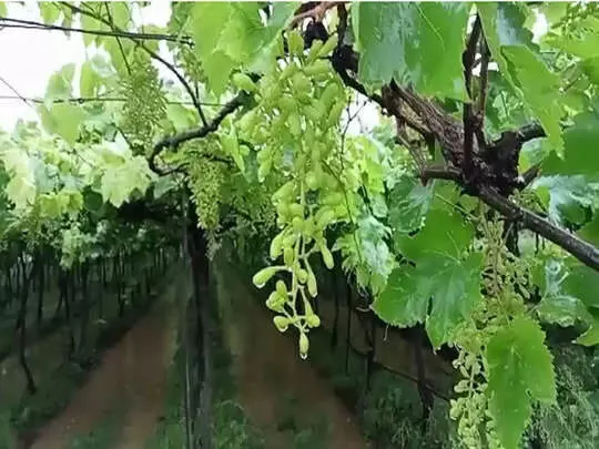 सांगलीत अवकाळी पावसाचा द्राक्ष बागायतदारांना फटका ; ११ हजार ९३९ हेक्टर क्षेत्रातील पिकांचे नुकसान