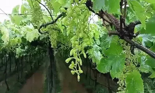 सांगलीत अवकाळी पावसाचा द्राक्ष बागायतदारांना फटका ; ११ हजार ९३९ हेक्टर क्षेत्रातील पिकांचे नुकसान सांगलीत अवकाळी पावसाचा द्राक्ष बागायतदारांना फटका ; ११ हजार ९३९ हेक्टर क्षेत्रातील पिकांचे नुकसान