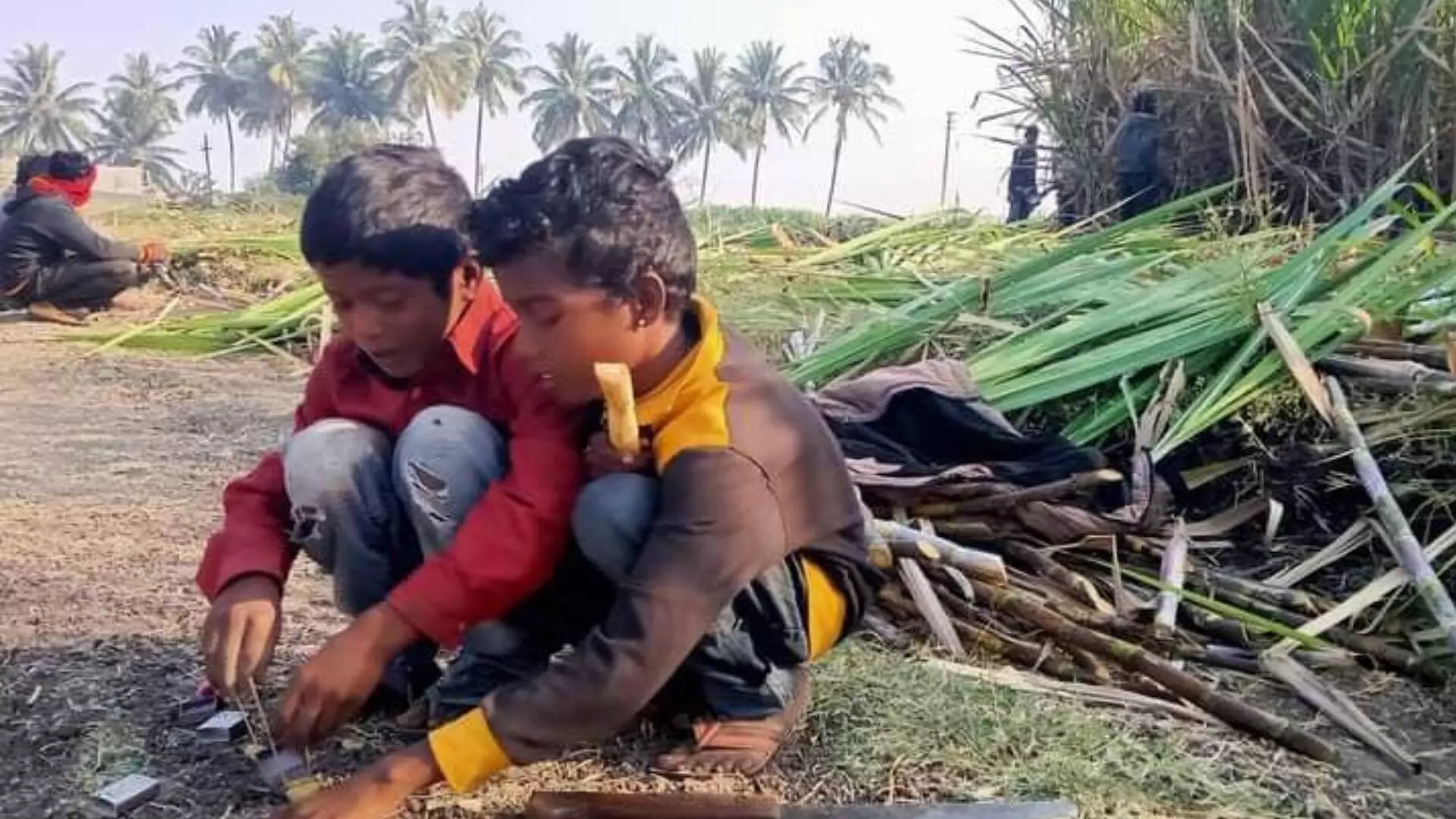 ऊसतोड कामगारांची मुलं शाळांऐवजी उसाच्या फडात..