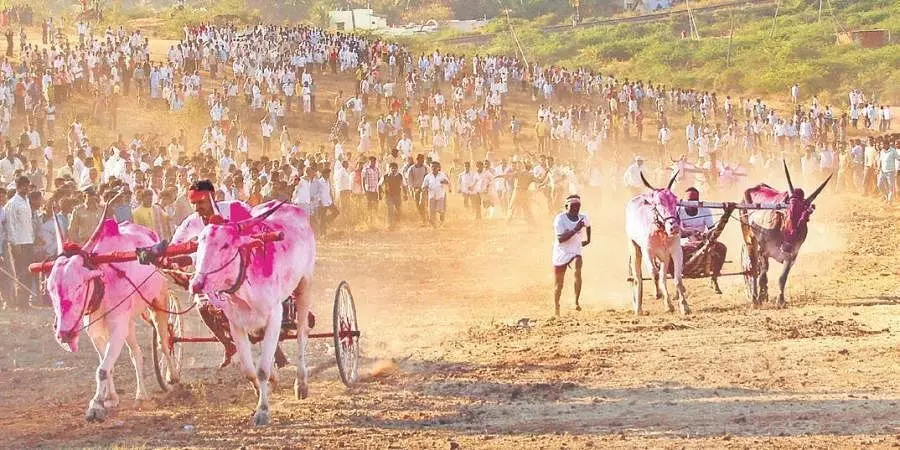 महाराष्ट्रात पुन्हा हुर्रर्र..  सुप्रिम कोर्टाची बैलगाडा शर्यतीला सशर्त परवानगी