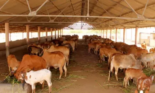 Ground Report : गायी सोडल्या देवाला, भुर्दंड मात्र गावाला !