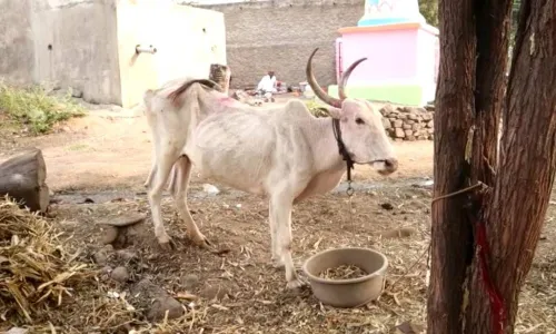 Ground Report : गायी सोडल्या देवाला, भुर्दंड मात्र गावाला !