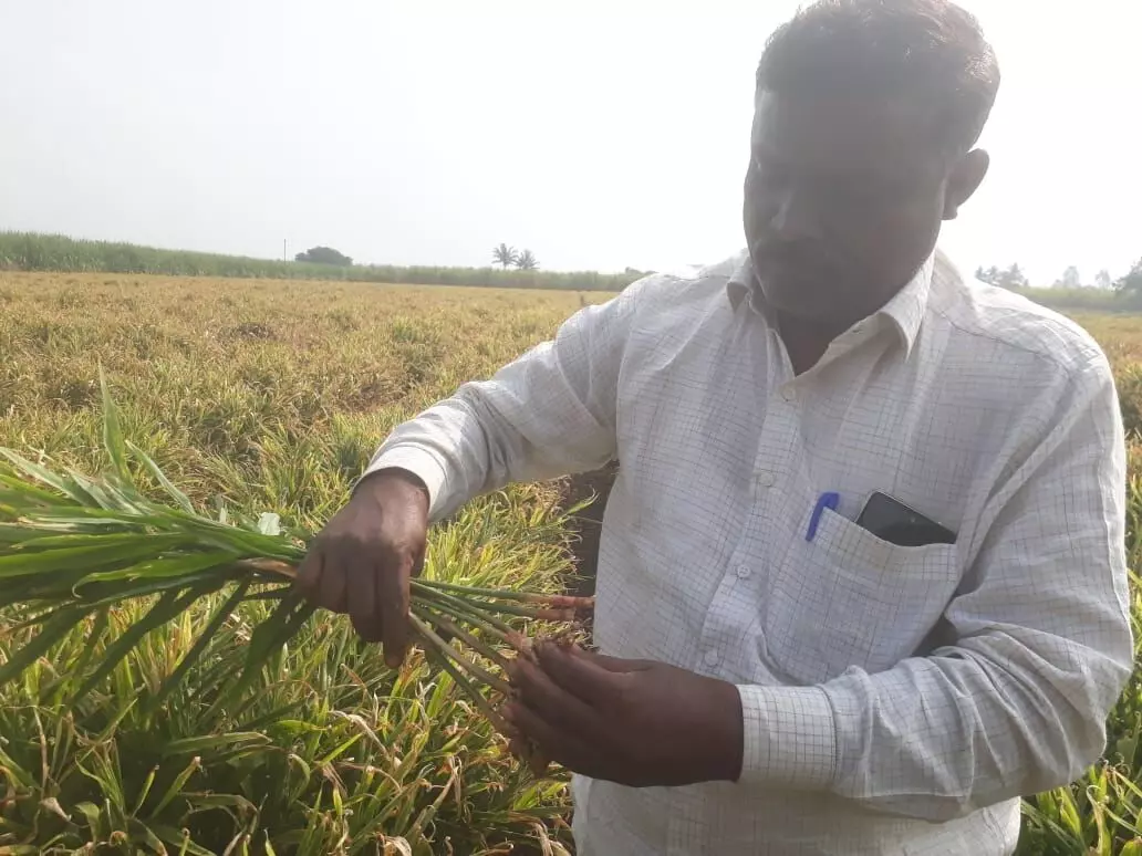 शेतीचा नवा पॅटर्न : उसाकडून आद्रकाकडे