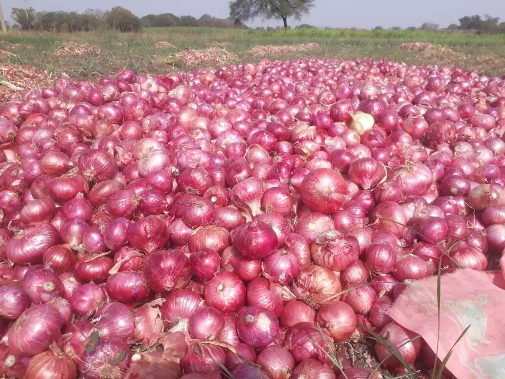 दोन एकर कांद्यातून पाच लाखाची कमाई