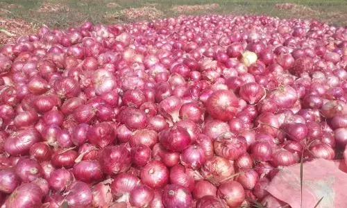 दोन एकर कांद्यातून पाच लाखाची कमाई दोन एकर कांद्यातून पाच लाखाची कमाई