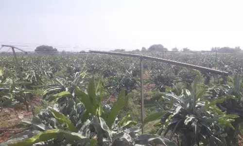 नववी शाळा शिकलेला शेतक-याची ड्रॅगनफ्रुटमधून समृध्दी नववी शाळा शिकलेला शेतक-याची ड्रॅगनफ्रुटमधून समृध्दी