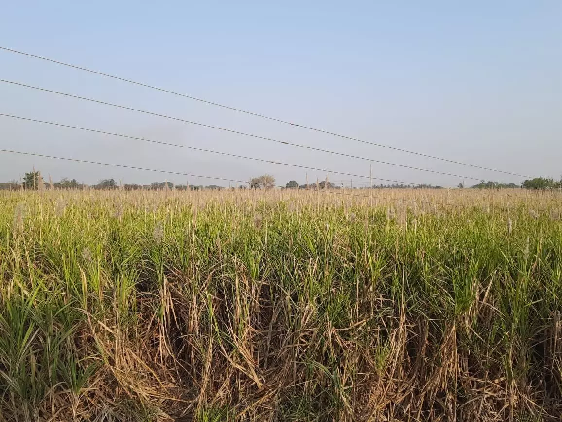 गोड ऊसाची कडू कहाणी, मजुरांना तोडणीसाठी दक्षिणा आणि चिकन तर ड्रायव्हरला एन्ट्री फी...