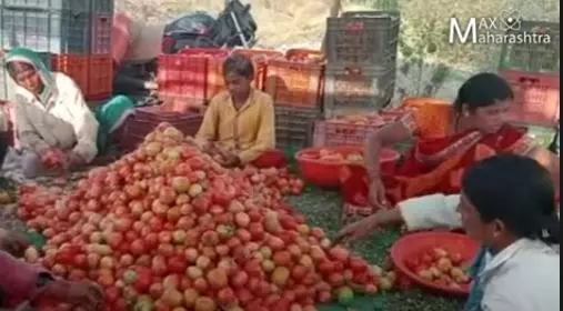 टोमॅटो उत्पादक शेतकरी अस्मानी आणि सुलतानी संकटाने अडचणीत