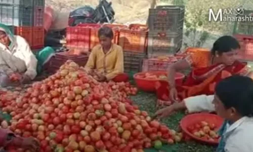टोमॅटो उत्पादक शेतकरी अस्मानी आणि सुलतानी संकटाने अडचणीत टोमॅटो उत्पादक शेतकरी अस्मानी आणि सुलतानी संकटाने अडचणीत