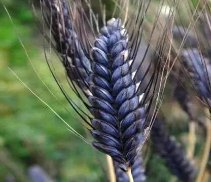 सोलापूर जिल्ह्यात दुर्मिळ काळ्या गव्हाची लागवड यशस्वी