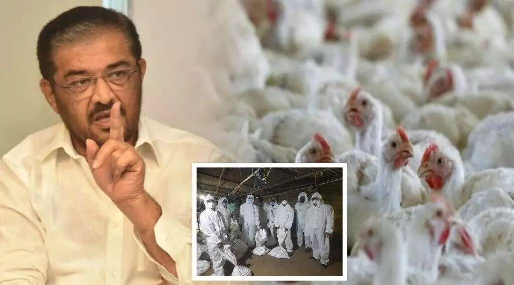 `बर्ड फ्लूमुळे ३०० कोंबड्यांचा मृत्यू, २३ हजार कोंबड्या केल्या नष्ट, शहापुरमधील घटना