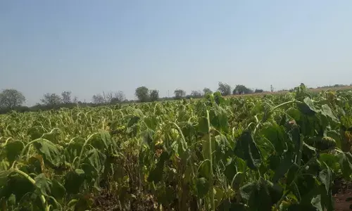 सेंद्रिय खताच्या सहाय्याने शेतकऱ्यांने फुलवली सुर्यफुलाची शेती सेंद्रिय खताच्या सहाय्याने शेतकऱ्यांने फुलवली सुर्यफुलाची शेती