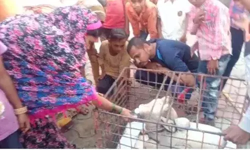 Fact Check : मंदिरातील नंदी खरंच पाणी पितो आहे का? Fact Check : मंदिरातील नंदी खरंच पाणी पितो आहे का?