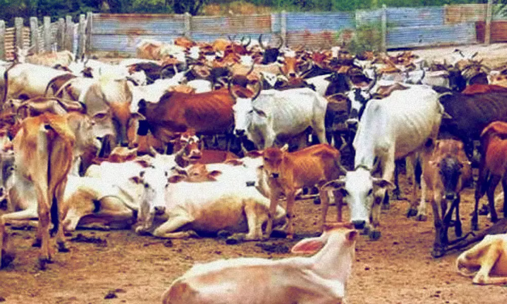 गोवंश हत्याबंदीचा कायदा आणि हिंदू अस्मिता…