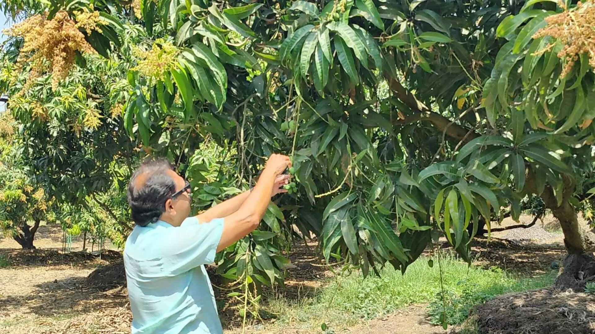 कोकणातील आंबा बागायतदार शेतकऱ्यांवर आसमानी संकट