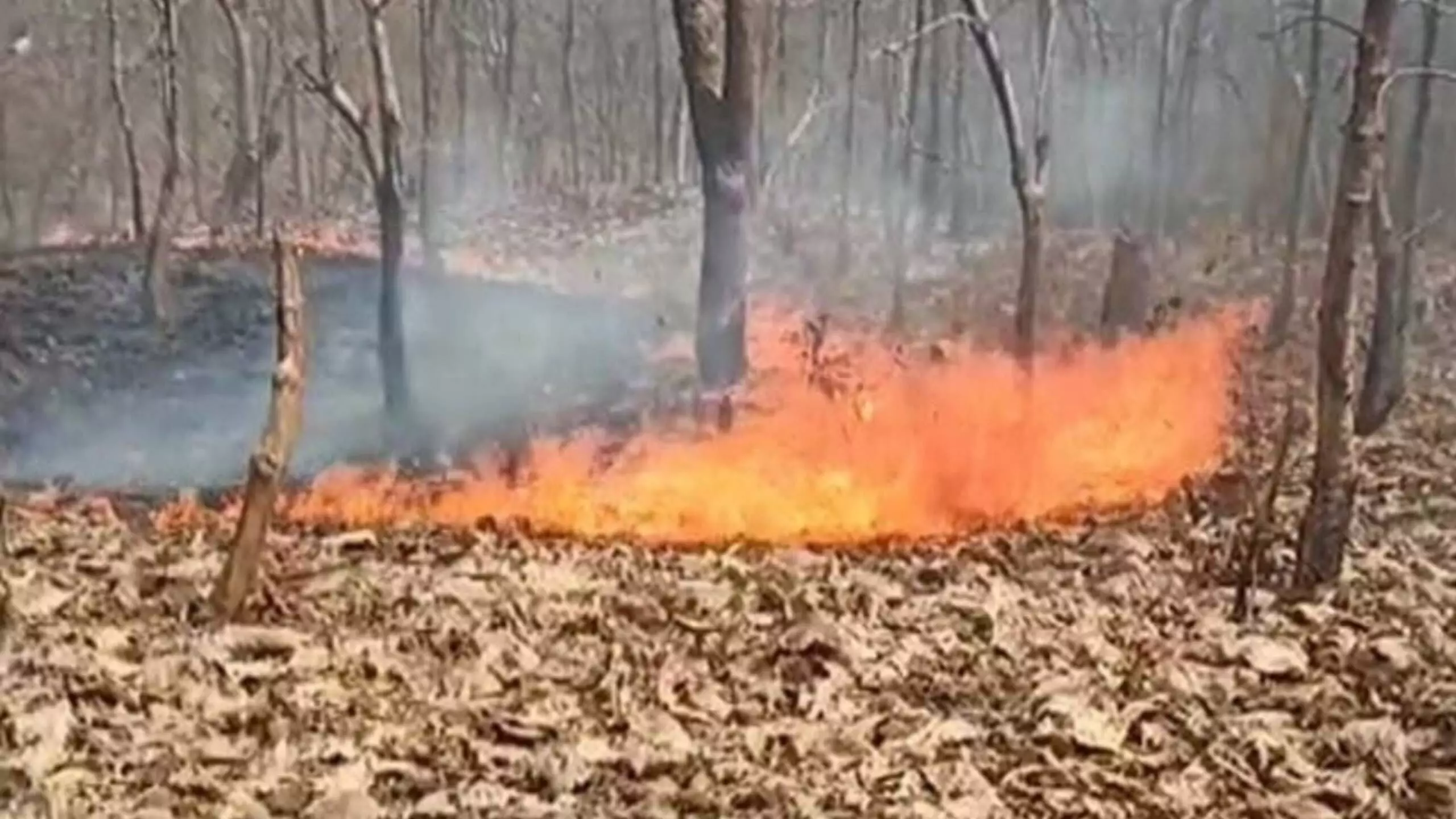 नांदेडमध्ये जंगलाला भीषण आग, औषधी वनस्पतींसह पक्षीही जळून खाक