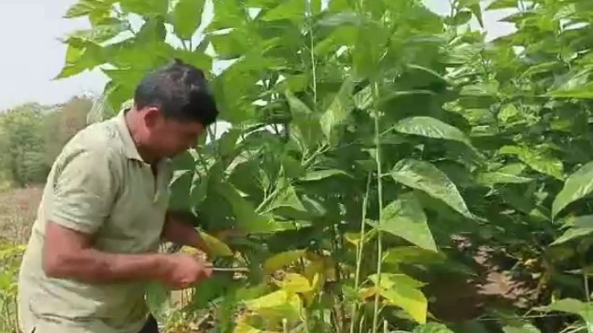 बीड जिल्ह्यातील आमला गावानं केलंय परिवर्तन; रेशीम उद्योगातून घेतात लाखोचं उत्पन्न...