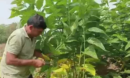 बीड जिल्ह्यातील आमला गावानं केलंय परिवर्तन; रेशीम उद्योगातून घेतात लाखोचं उत्पन्न... बीड जिल्ह्यातील आमला गावानं केलंय परिवर्तन; रेशीम उद्योगातून घेतात लाखोचं उत्पन्न...