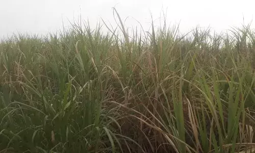 अठरा महिने झाले तरीही ऊस कारखाना घेऊन जाईना ; अतिरिक्त उसाचा प्रश्न ऐरणीवर अठरा महिने झाले तरीही ऊस कारखाना घेऊन जाईना ; अतिरिक्त उसाचा प्रश्न ऐरणीवर