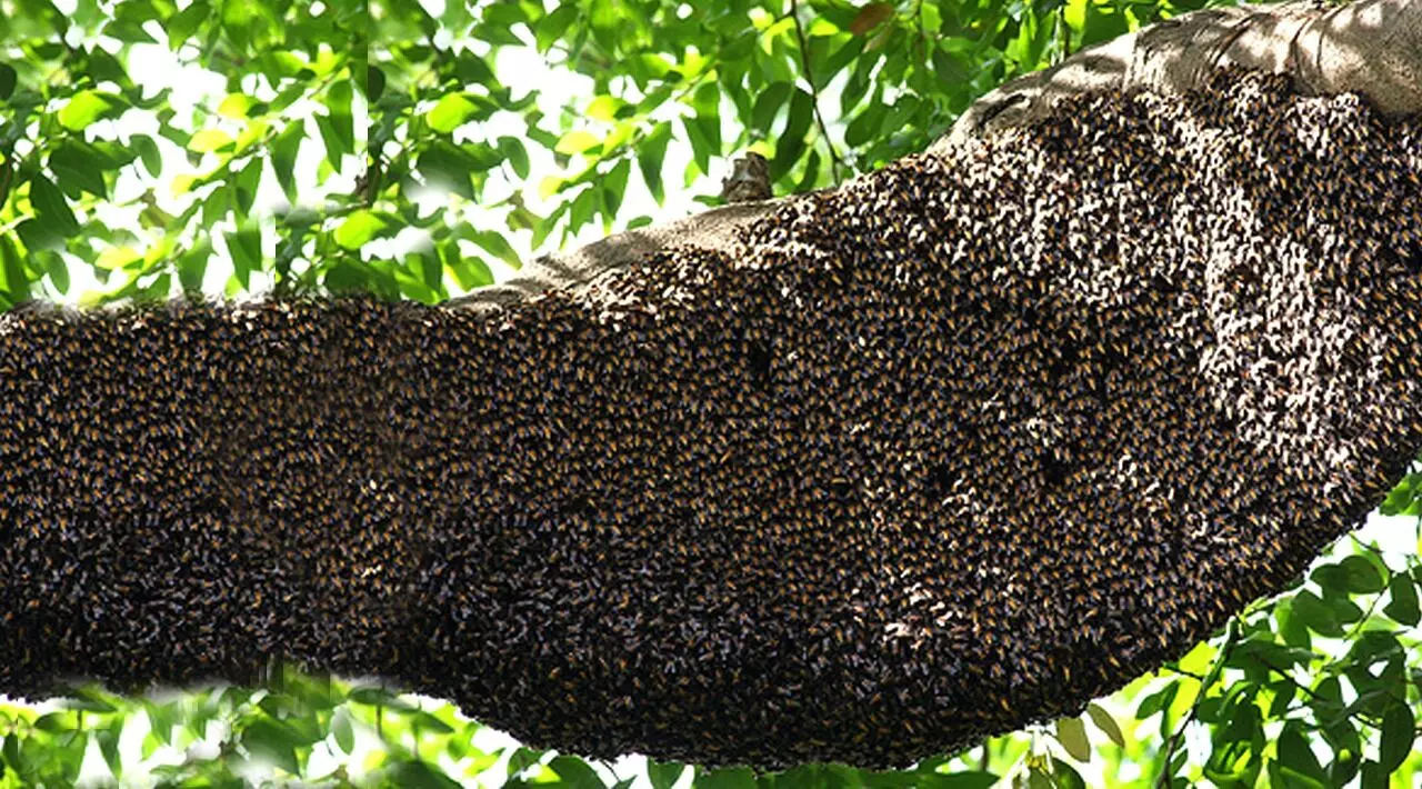 आग्या मोहळाच्या मधमाशांचा हल्ला :चाळीस अभ्यासक जखमी