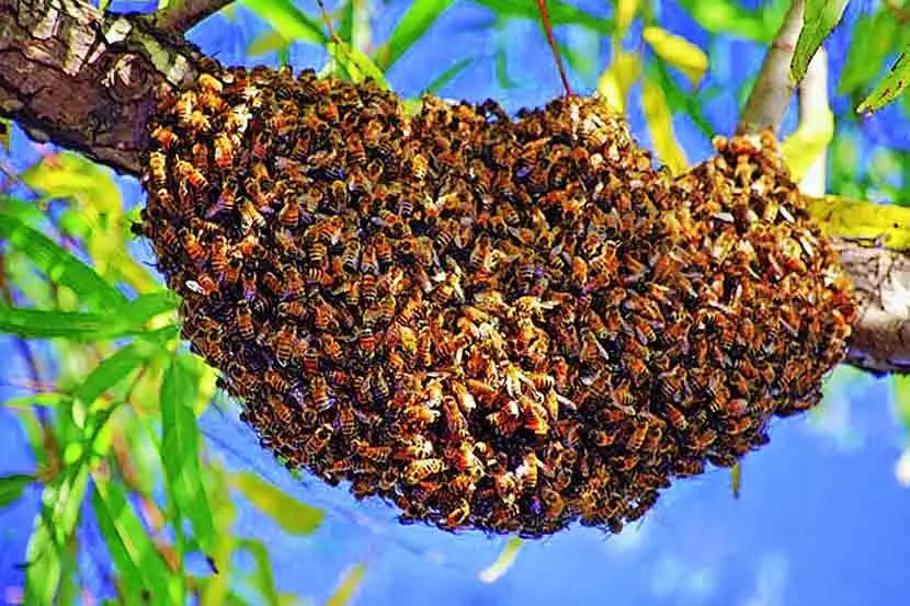 World HoneyBee Day : मधमाशा संपल्या तर मानवजात संपून जाईल?
