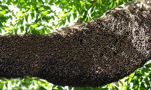 आग्या मोहळाच्या मधमाशांचा हल्ला :चाळीस अभ्यासक जखमी आग्या मोहळाच्या मधमाशांचा हल्ला :चाळीस अभ्यासक जखमी